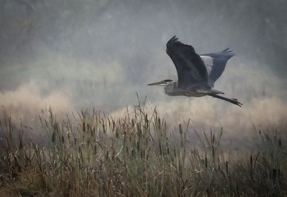 Great Blue Heron Flying over Bandon Marsh, Bandon OR, 09-06-16